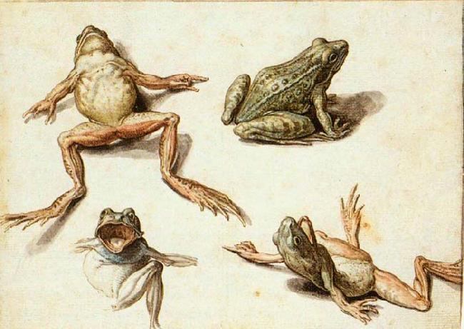 GHEYN, Jacob de II Four Studies of Frogs oil painting image